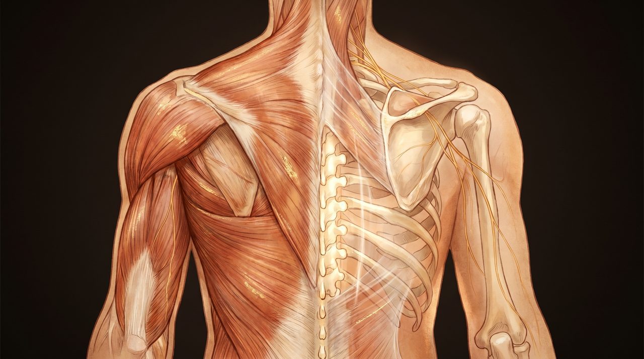 Anatomical art of the back — trapezius, latissimus and erector spinae muscles over the spine and ribs